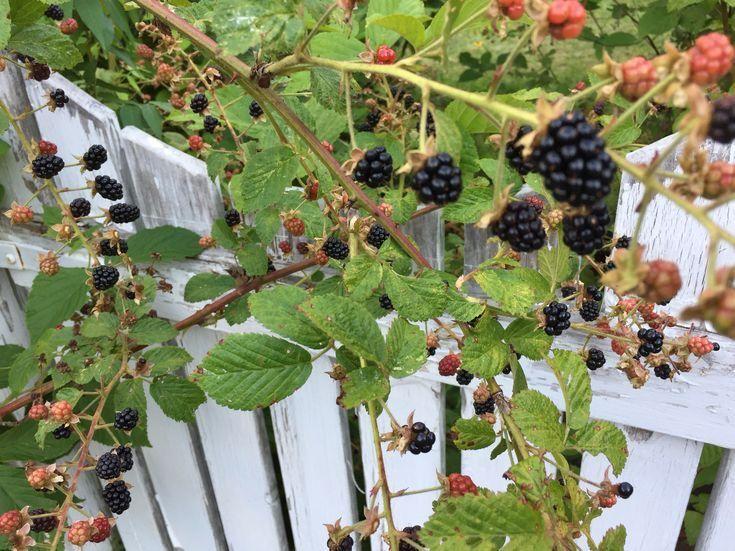 Countryside Harvest: Vibrant Berry Assortment